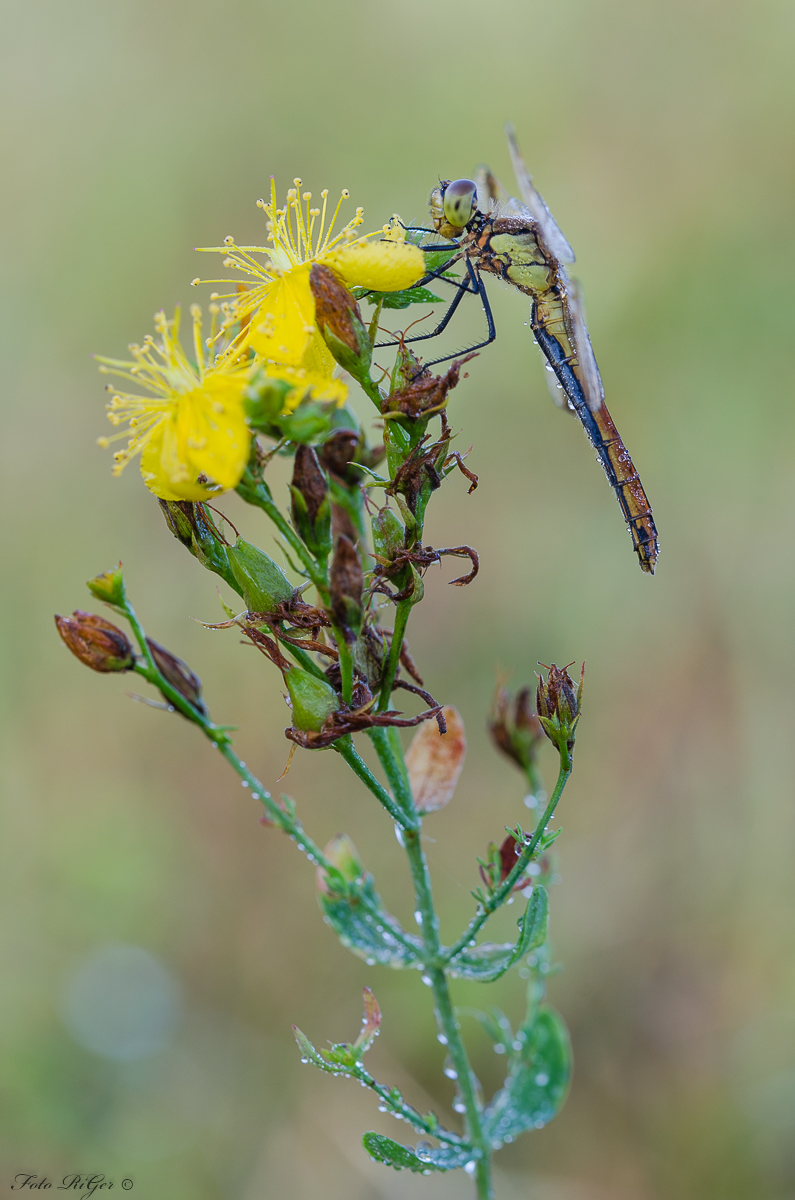 DSC_0027.jpg