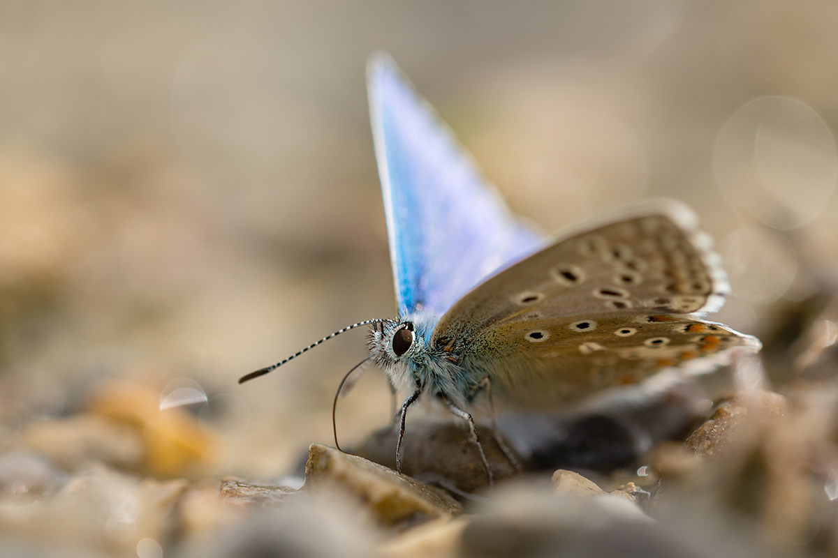 compBläulinge-anTränke22.5.2019WeiachDSC_3618.jpg