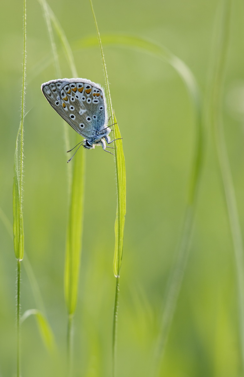 DSC00134 Little Blue... kl.jpg