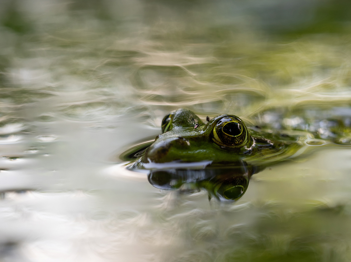 Frosch u Mücke-P8040077-2-verkl - frei.jpg