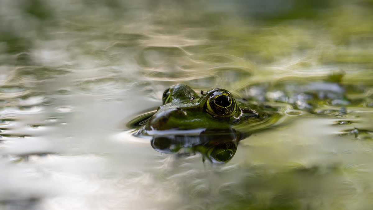 Frosch u Mücke-P8040077-1-169 - verkl.jpg