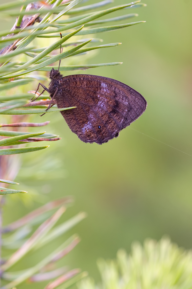 DSC_0471vkcs+++.jpg