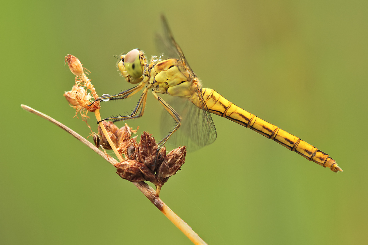 Sympetrum meridionale_f_jung_IMG_8042_1200.jpg