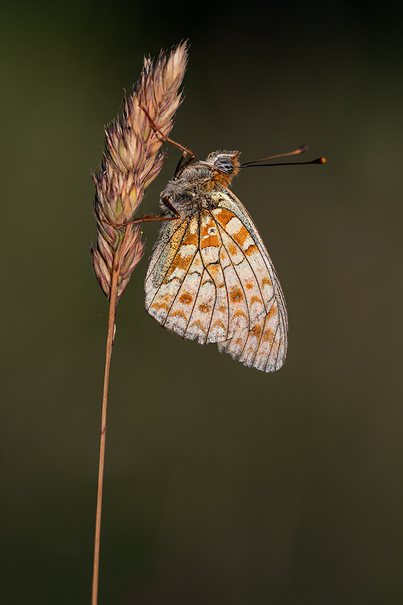 compPerlmuttfalter,Alpen23.7.2019BoggenbergStackDSC_6304;6307-6309.jpg