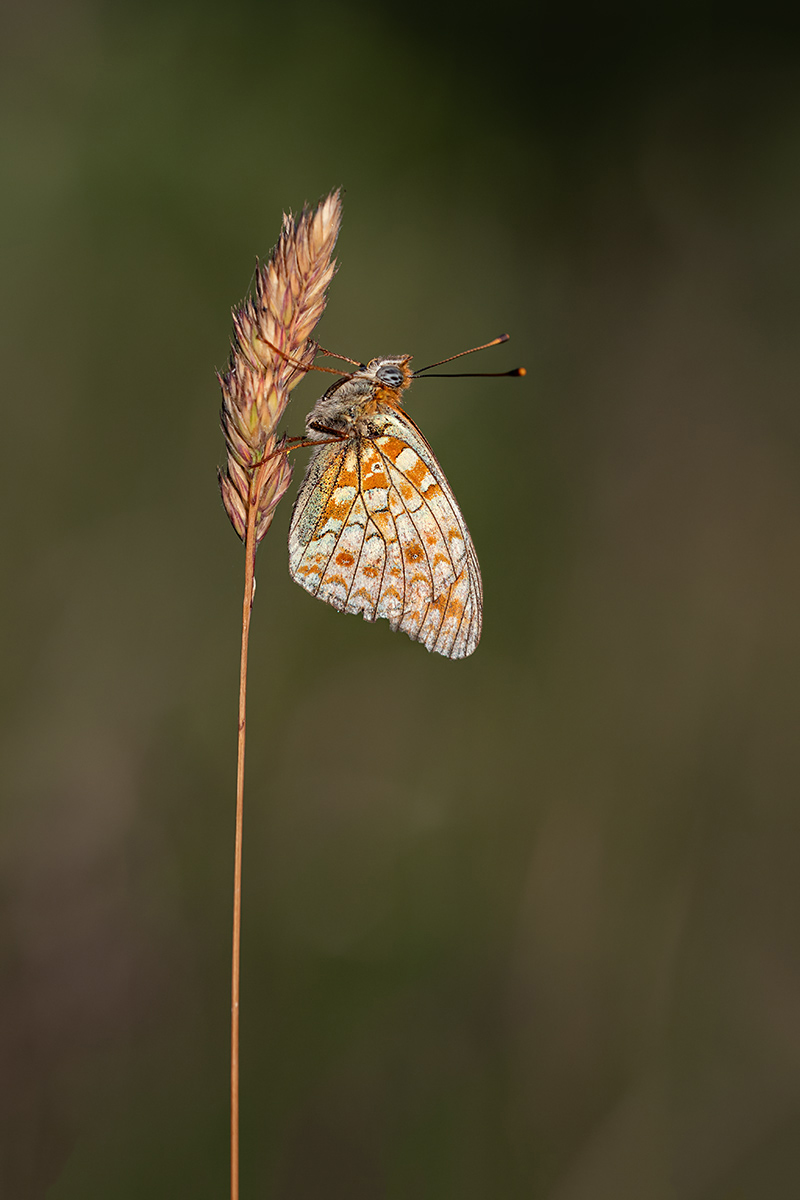 compPerlmuttfalter,Alpen23.7.2019BoggenbergDSC_6250.jpg