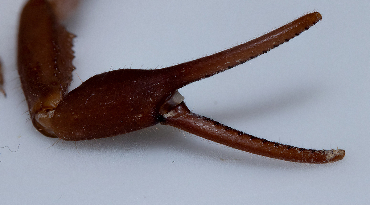 Pedialpe außen_klein.jpg