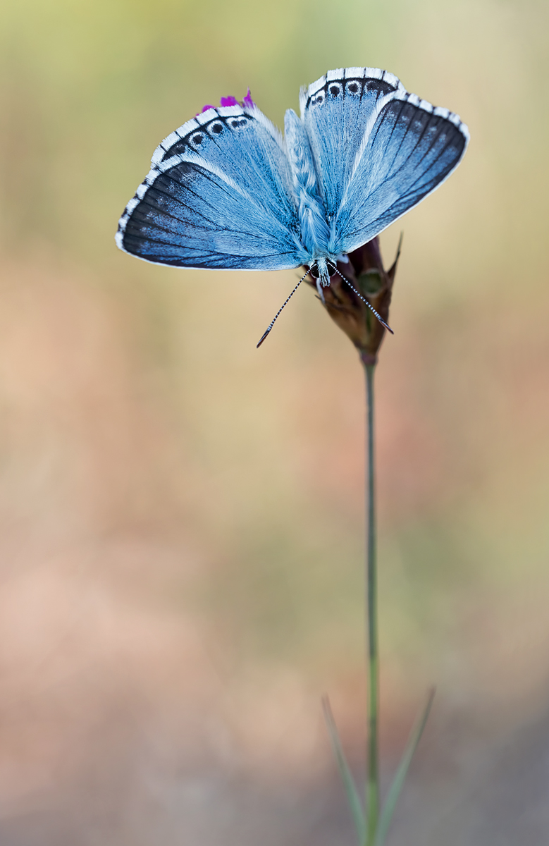 blue Kopie.jpg