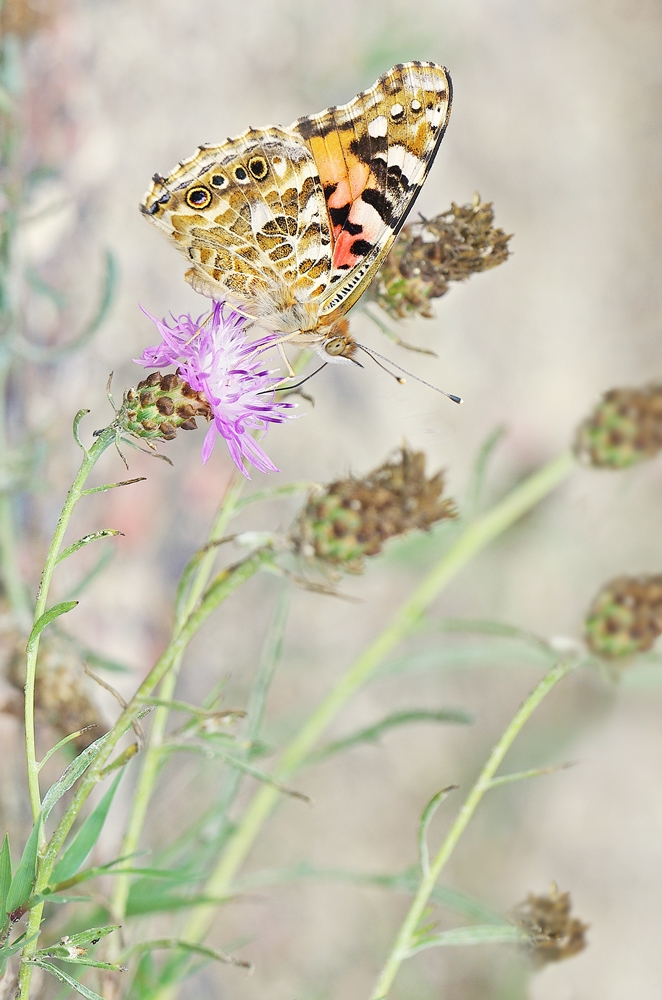 IMGP8333a orsbach.JPG