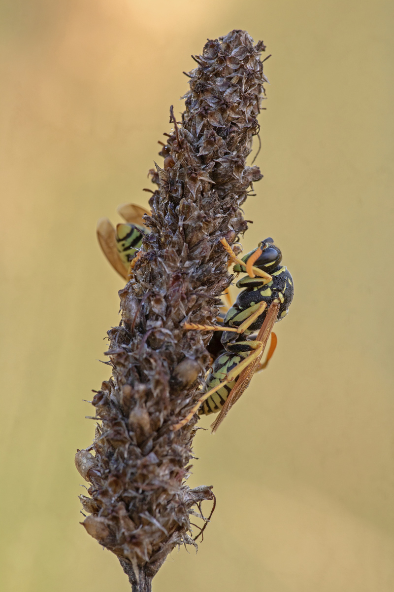 IMG_8500_SHARPEN projects DENOIS projects.jpg