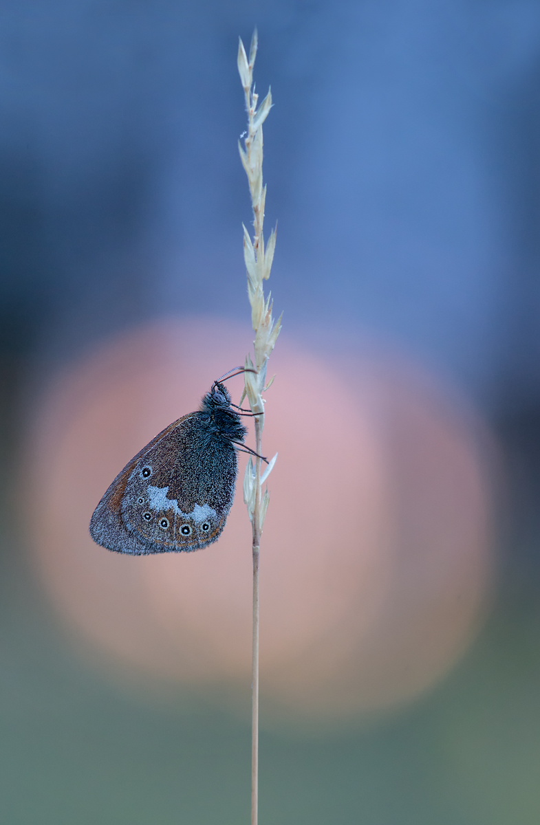 _MG_3497-Bearbeitet Kopie.jpg