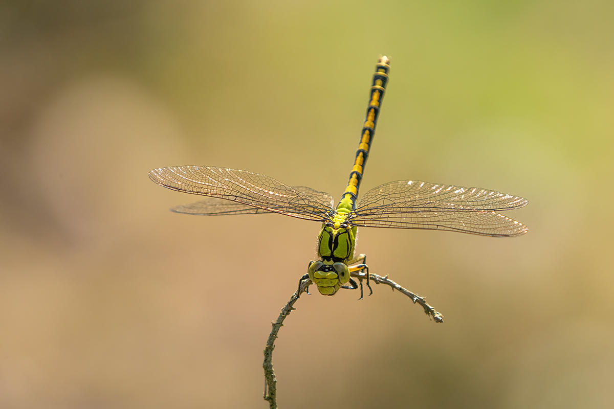 DSC06644.b.kl.jpg