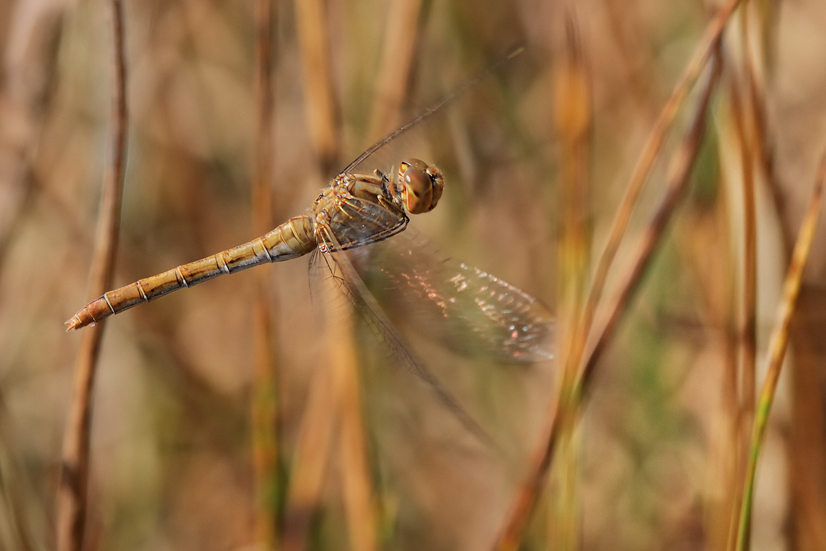 Sympetrum meridionale_w_Eiablage_IMG_2729_1200a.jpg