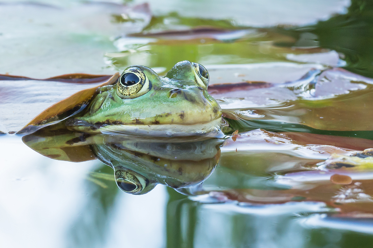 Teichfrosch1_1.jpg