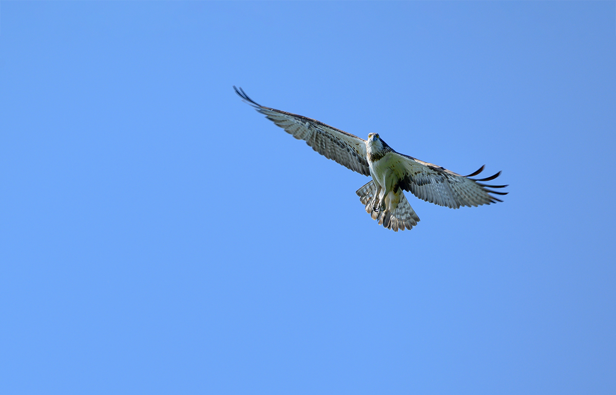 DSC_6402_2xxx9.jpg