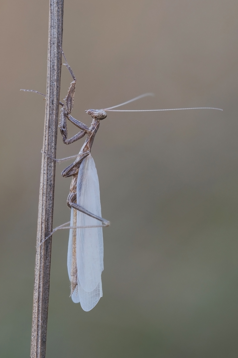 mantis-27095.jpg