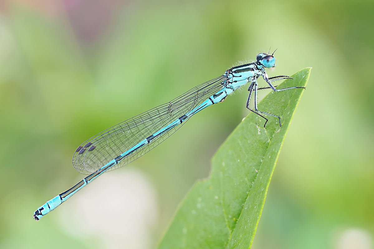 Hufeisen- Azurjungfer1_1.jpg