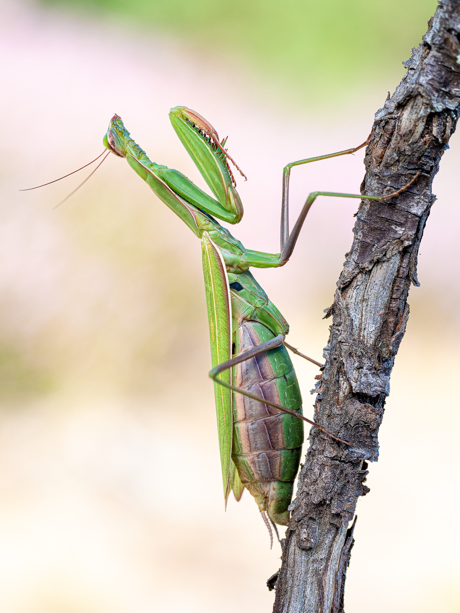 Mantis-religiosa-Weibchen.jpg