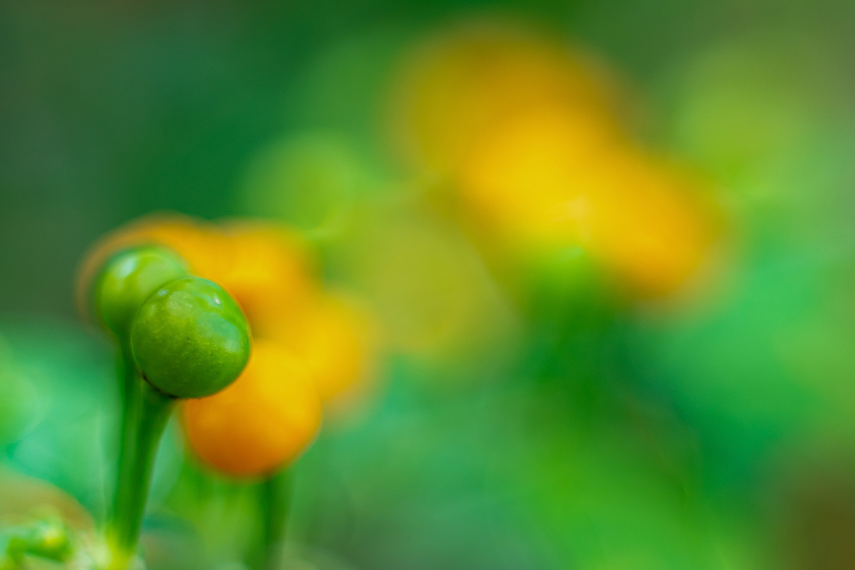Capsicum chinense Aji Charapita Amar-P9220138-1 - verkl.jpg