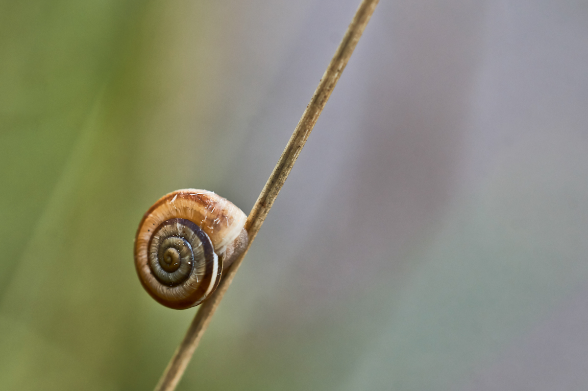 Schnecke.jpg