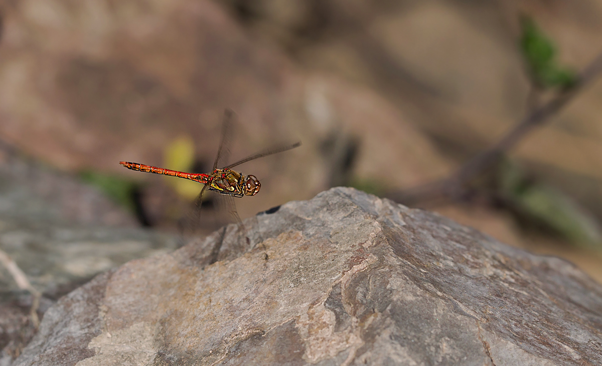 5D3_7854-NP1.jpg