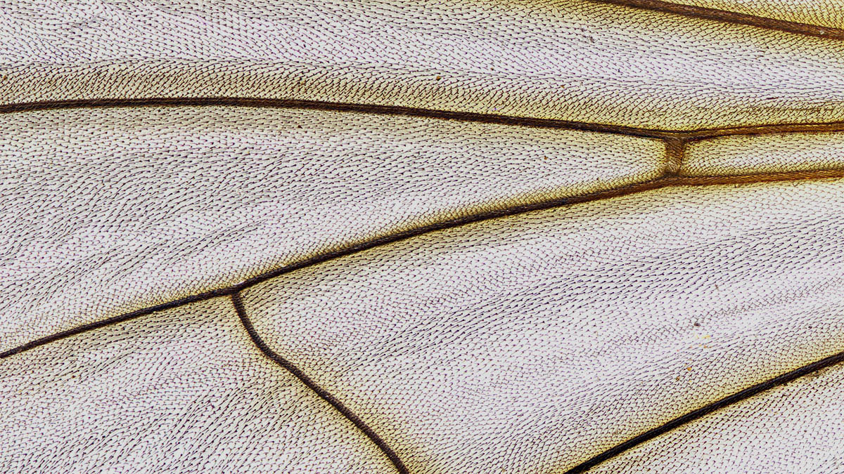 Fliegenflügel.jpg