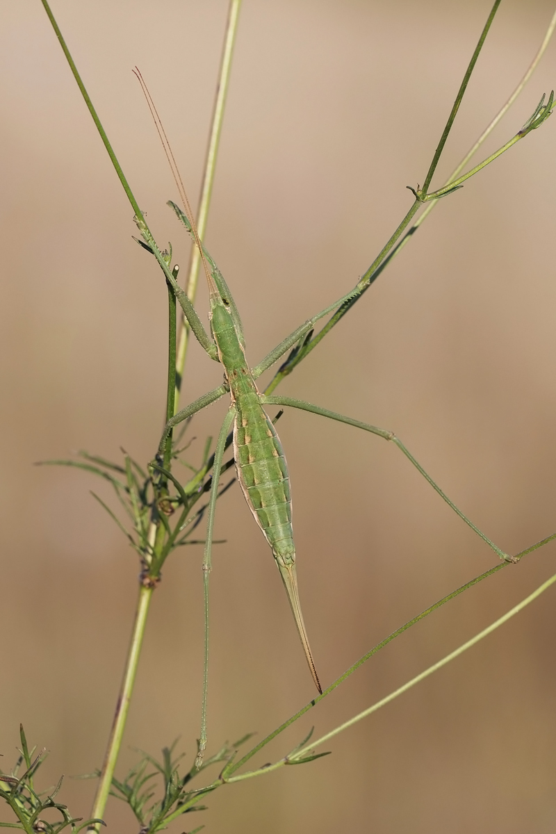 schrecke-38105.jpg