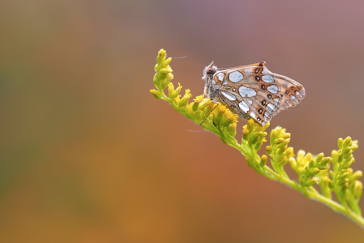 Issoria-lathonia-zoog82159_9---Kopie.jpg