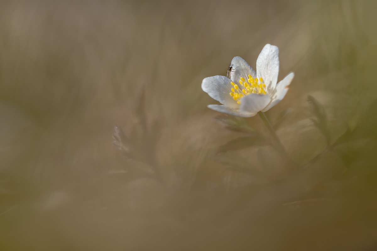 compBuschw.röschen30.3.2019Ambitzgiried_DSC1222.jpg