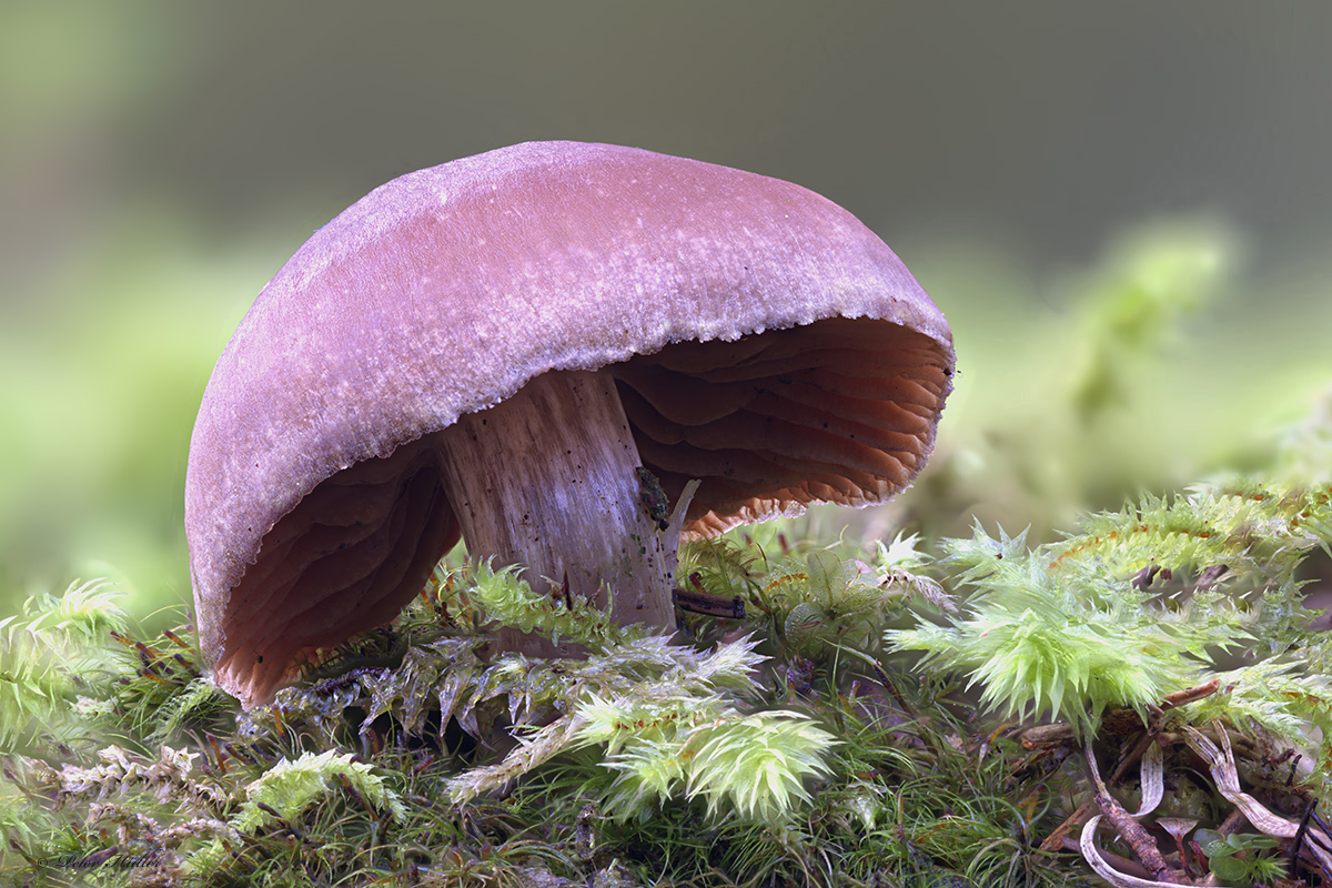 Pilz.jpg