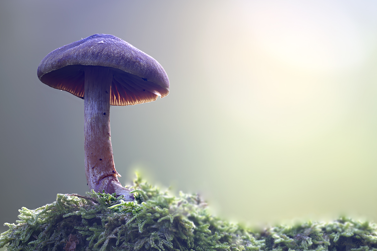 Pilz.jpg