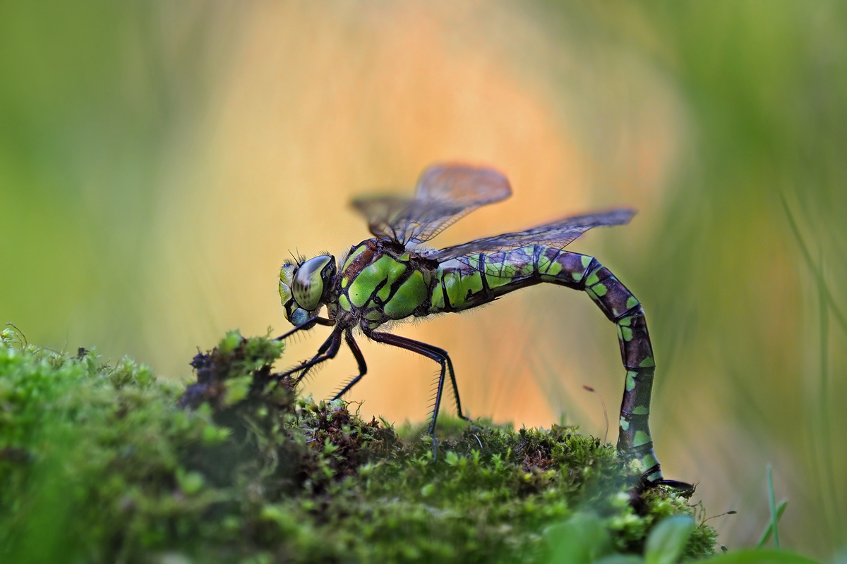 Aeshna-cyanea-OOG86943---Kopie.jpg