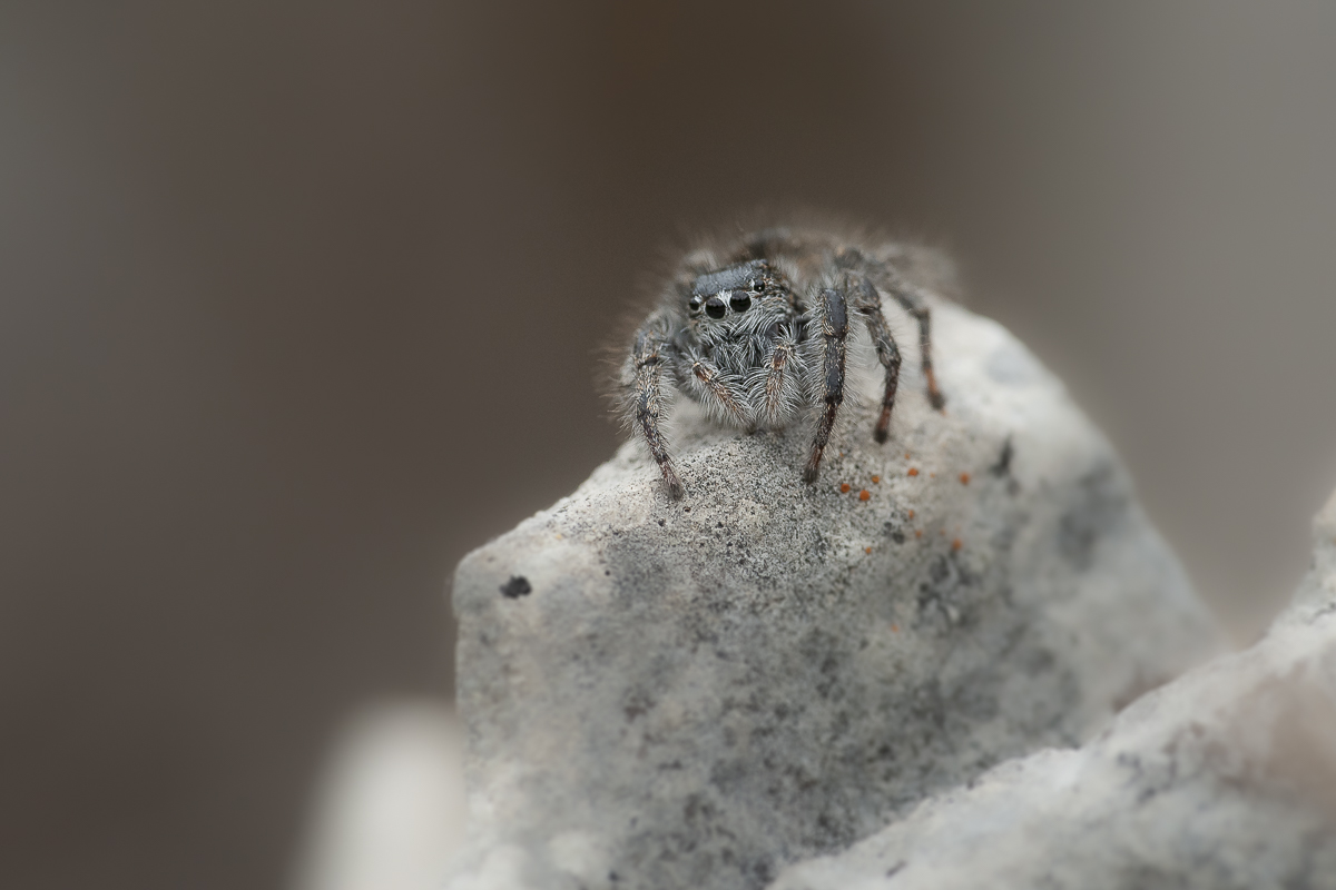 Springspinne w. 5.jpg