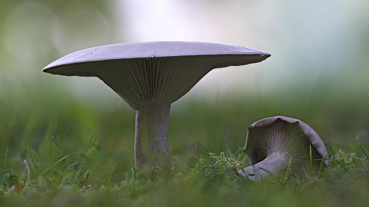 Pilz.jpg
