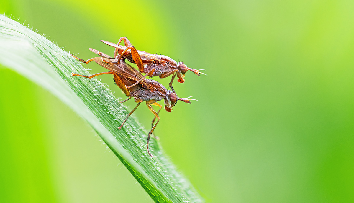 compHornfliege17.5.2019JonawaldStackDSC_3429-3440Pano4%;17%.jpg