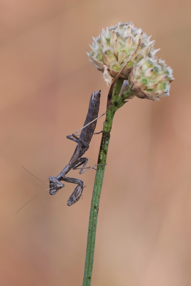 mantis-27284.jpg