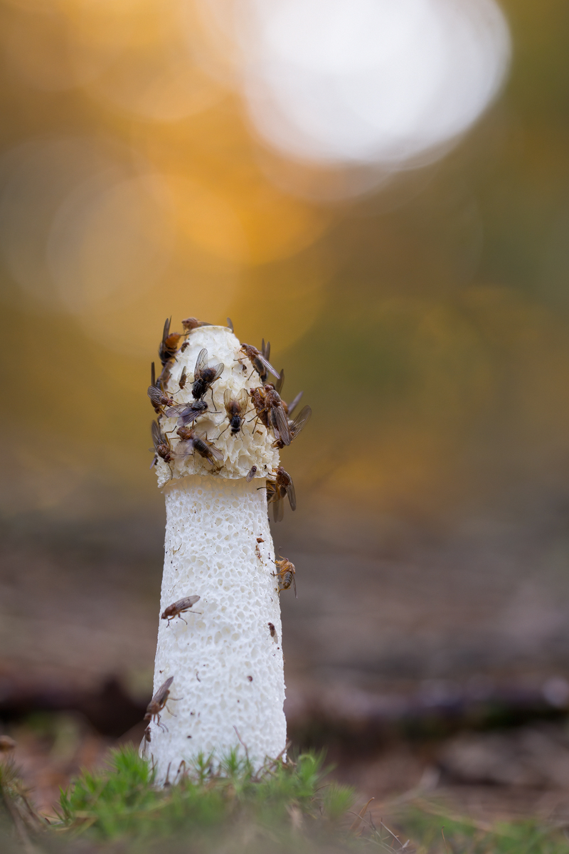 IMG_5965_4.0_1.20_200_Stinkmorchel_Wildpark.jpg