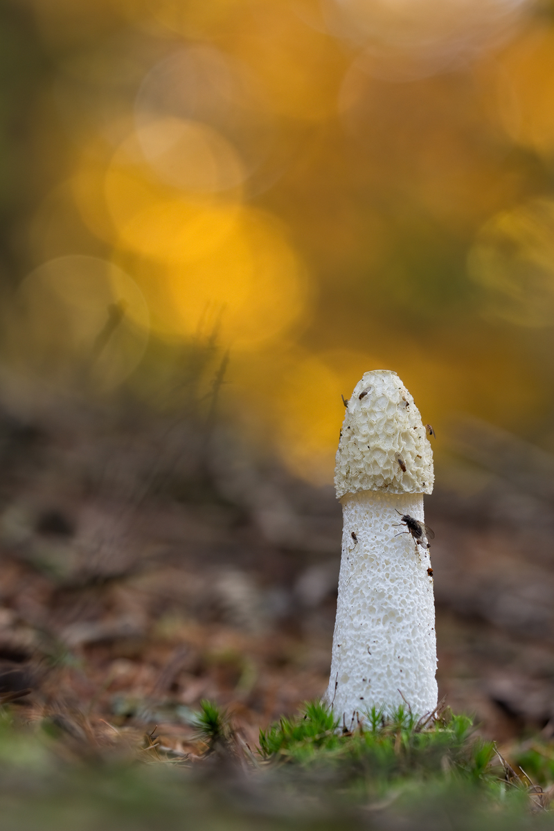 IMG_5918_4.0_1.20_200_Stinkmorchel_Wildpark.jpg