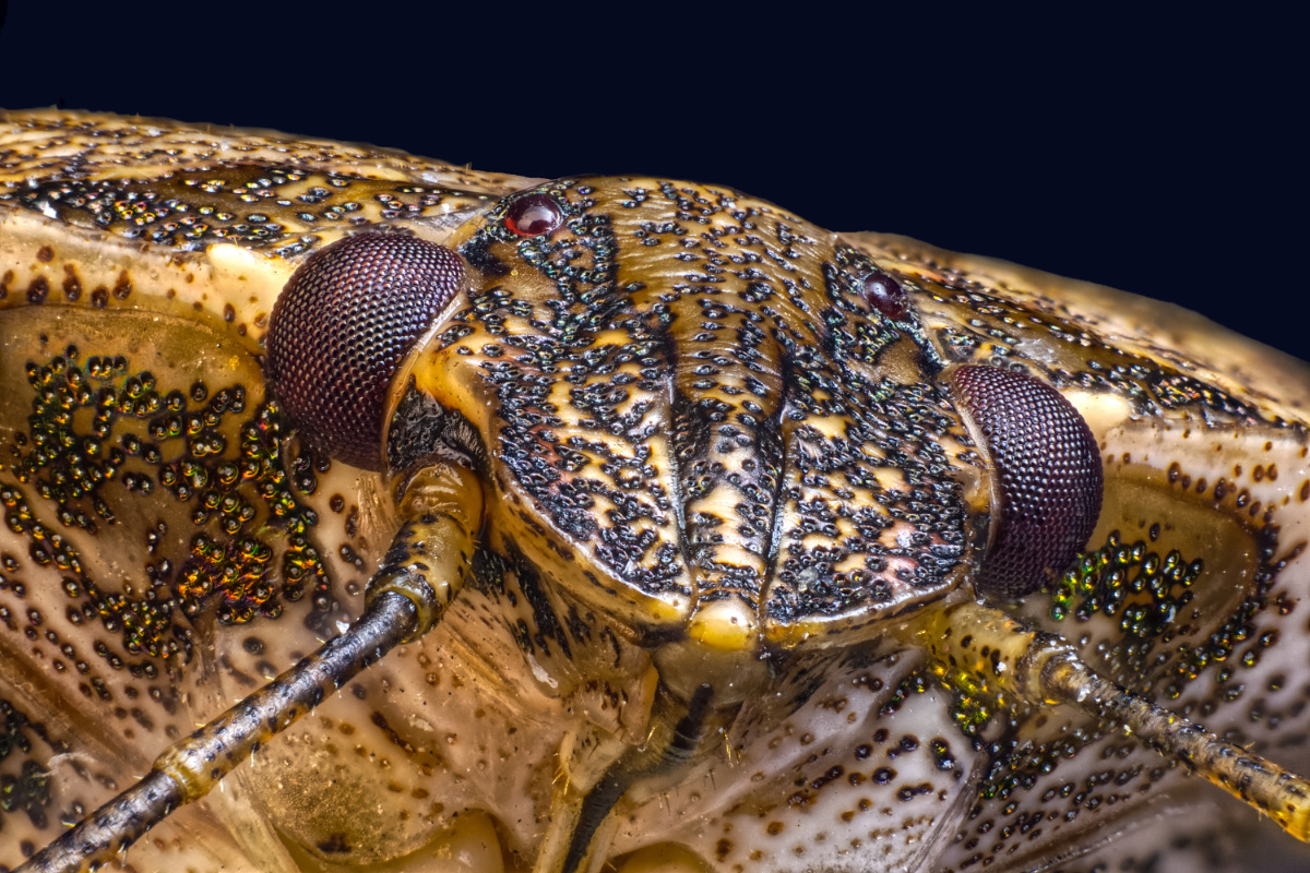 Marmorierte Baumwanze 122.jpg