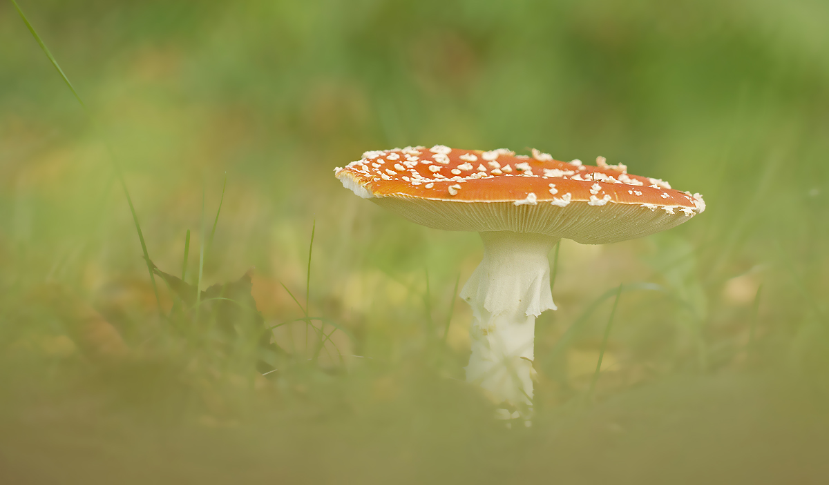 Fliegenpilz 1 F.jpg