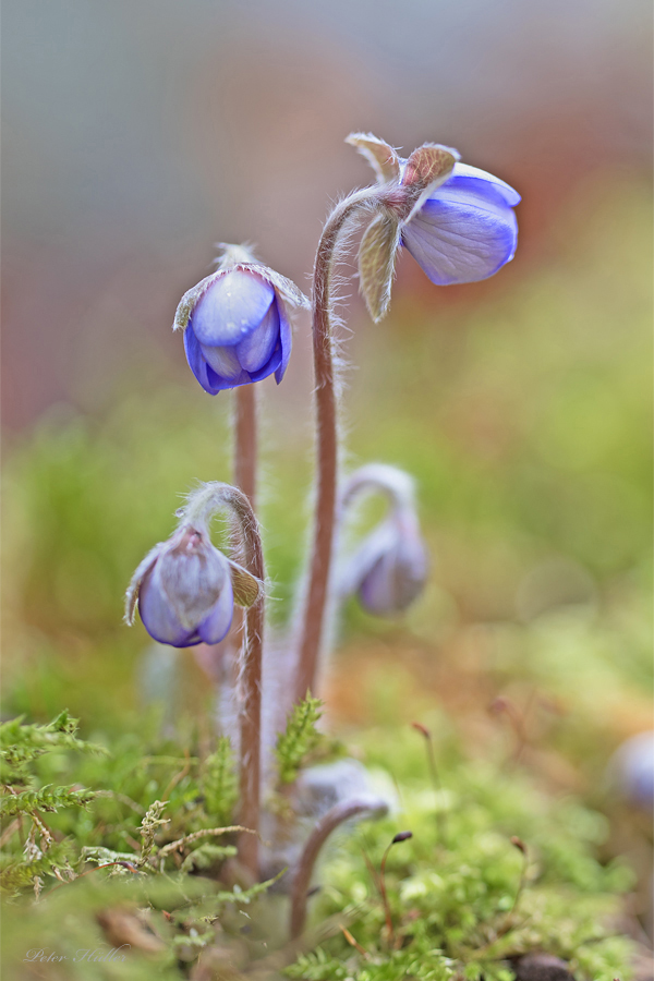 Leberblümchen.jpg