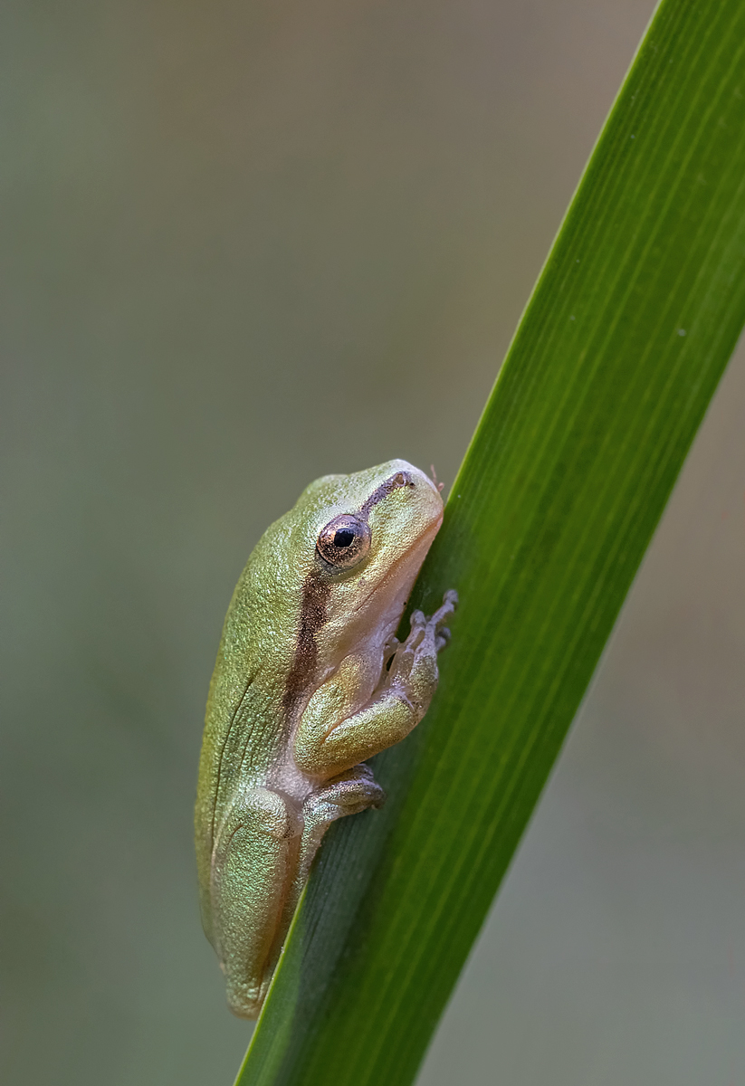 1567262386099_Laubi 3 Kopie.jpg