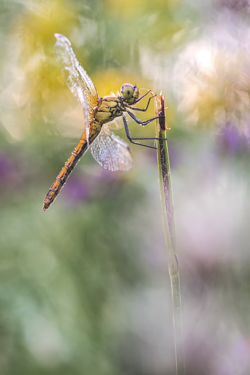 Sympetrum sanguineum - Blutrote Heidelibelle (2).jpg