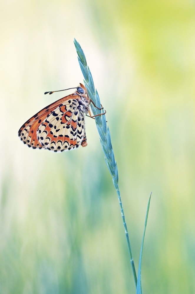 IMGP4345ab valwig 1000.JPG