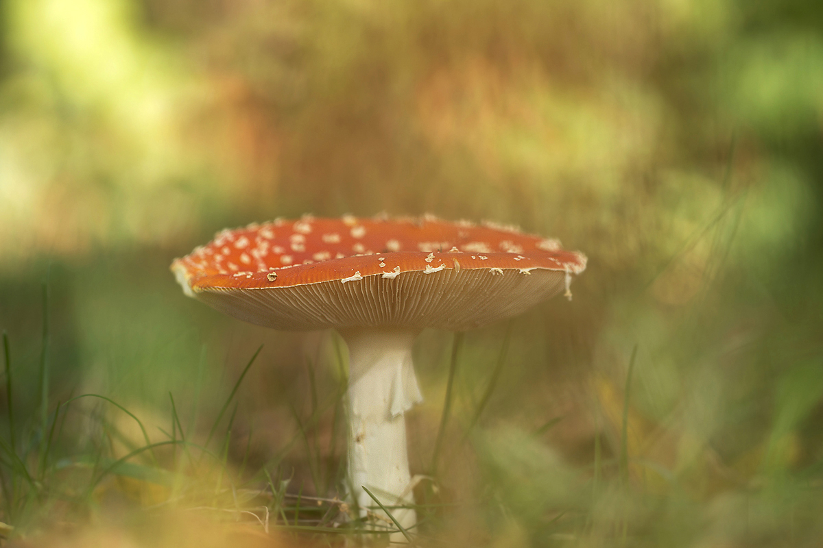 Fliegenpilz 2 R.jpg