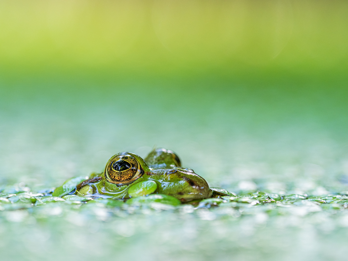 Frosch-2-BTGB.jpg