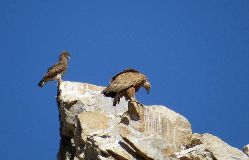 912_IMG_1283_schlangenadler.jpg