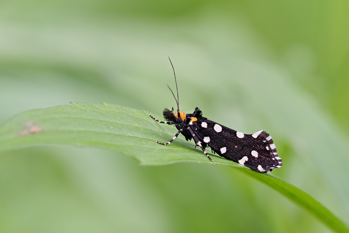 Euplocamus-anthracinalis-zoog21982_8---Kopie.jpg