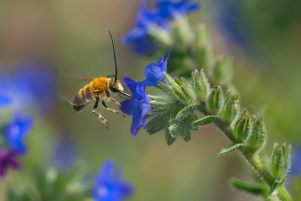 DSC04205.Männchen der Langhornbiene Eucera nigrescens.kl.jpg