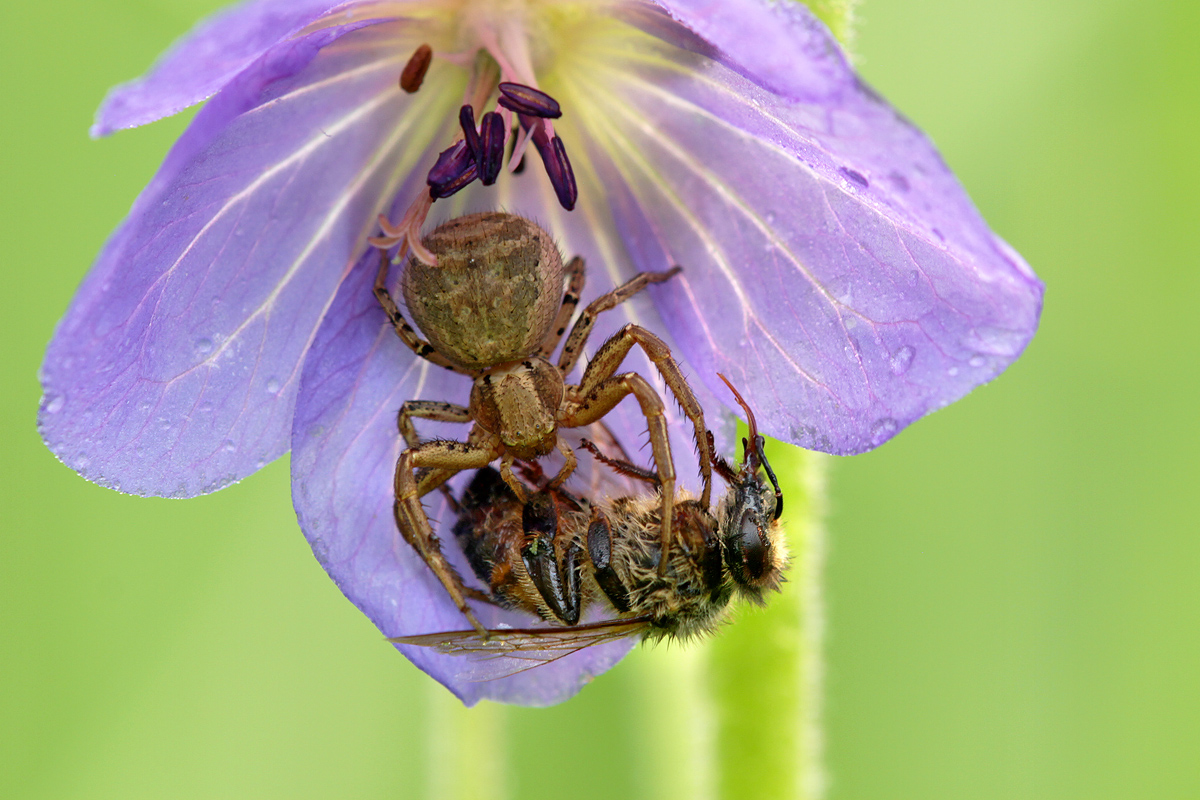 Krabbenspinne_frisst_Biene_IMG_4375_1200.jpg