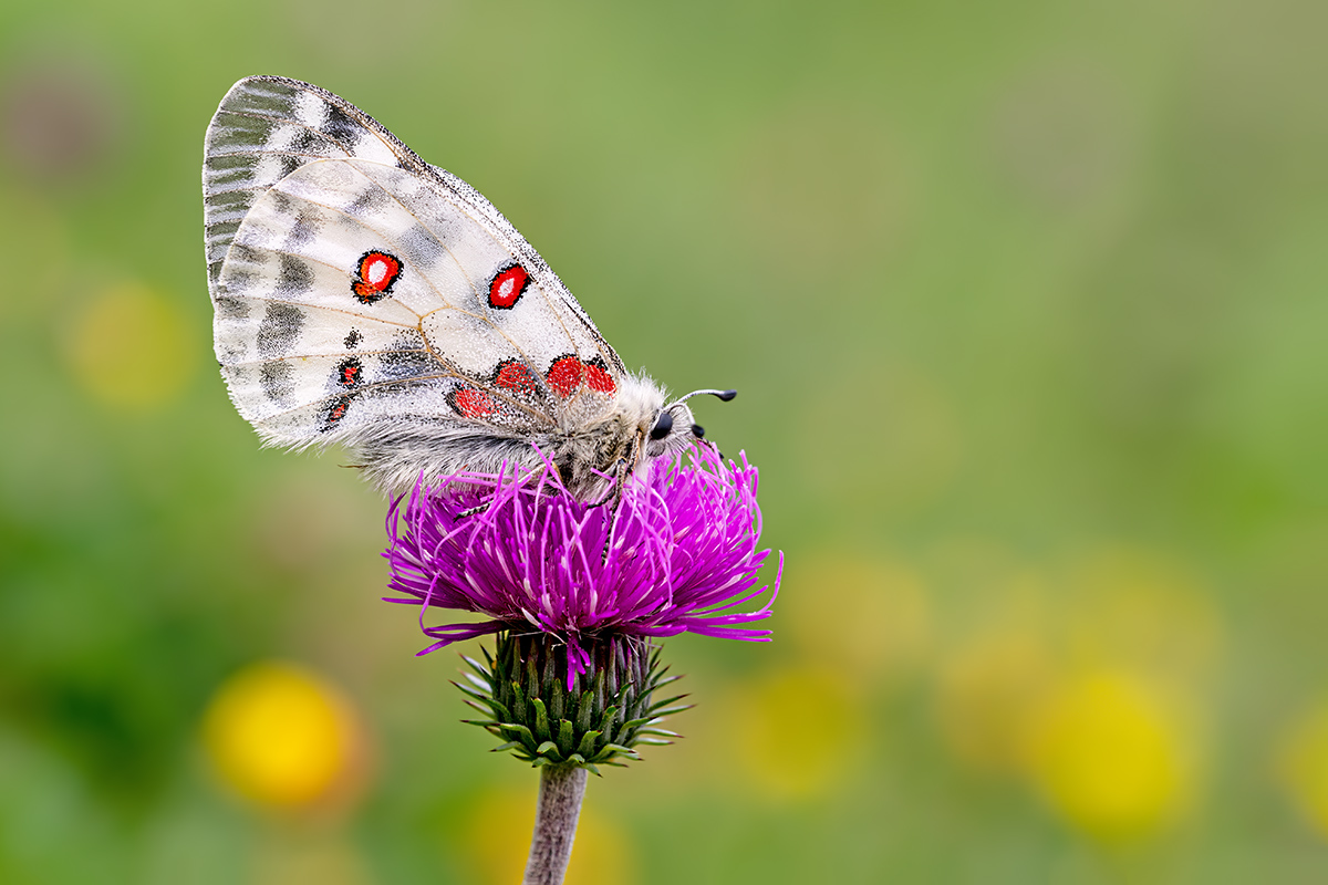 compRoterApollo9.8.2019DSC_7507.jpg
